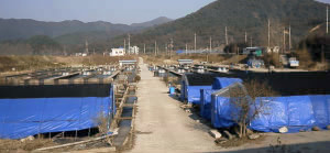養魚場全景