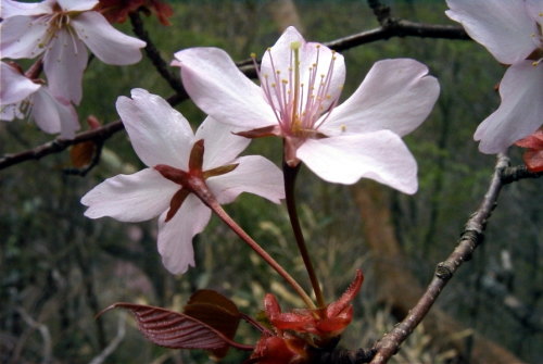 sakura-kirita-b.jpg